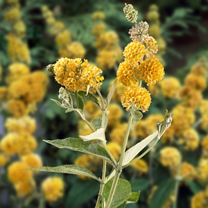 Buddleia Honeycomb